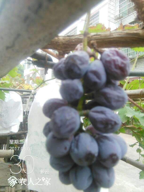 121300n6q651mdqjqgfrgg.jpg