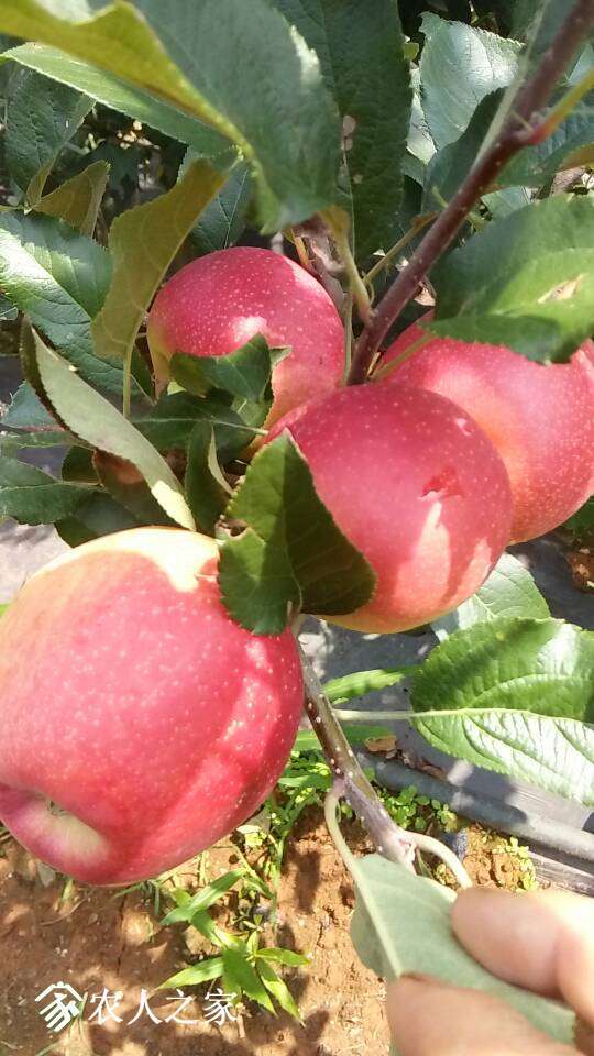 富县苹果之红嘎啦马上上市