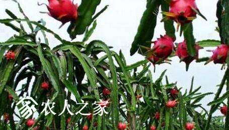 火龙果开花结果后如何管理?