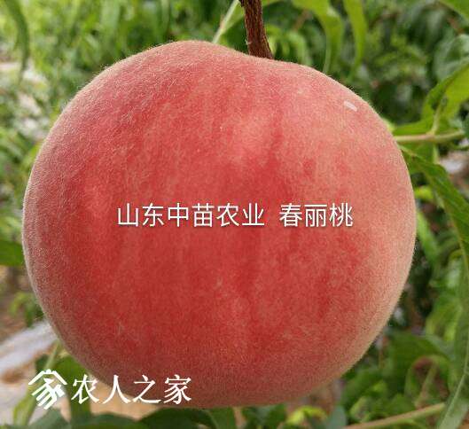 150031jp8rg7wppww9pipp.jpg
