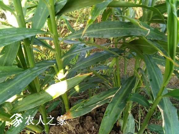 IMG20170806074606.jpg