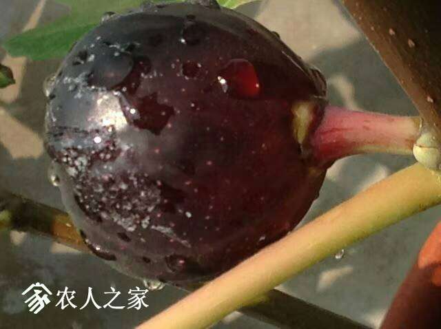 002709j2448zhu672oyx41.jpg