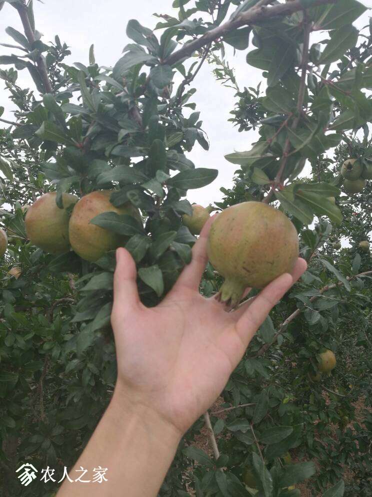 005237y35ucobmnbumqg2t.jpg