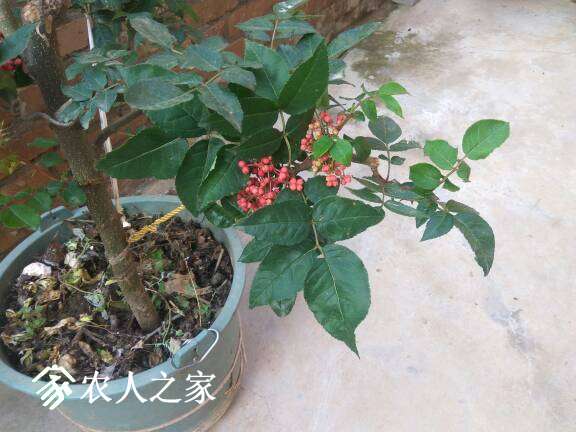 120541r9ppssp9ahcsq9ka.jpg