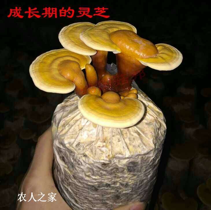 183826hkvg04kxlpnzvvf4.jpg