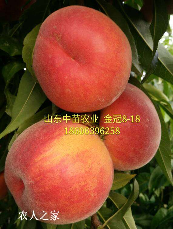 115426ga6zn59j5jrcpvz9.jpg