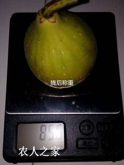 203345g781ph1af71aa78p.jpg