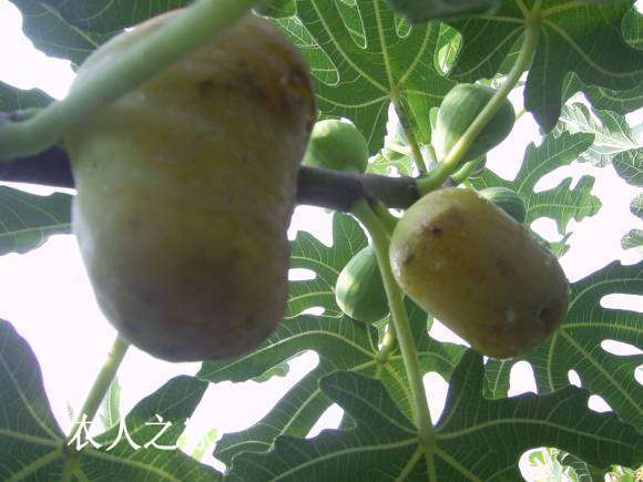 PIC_0004.JPG