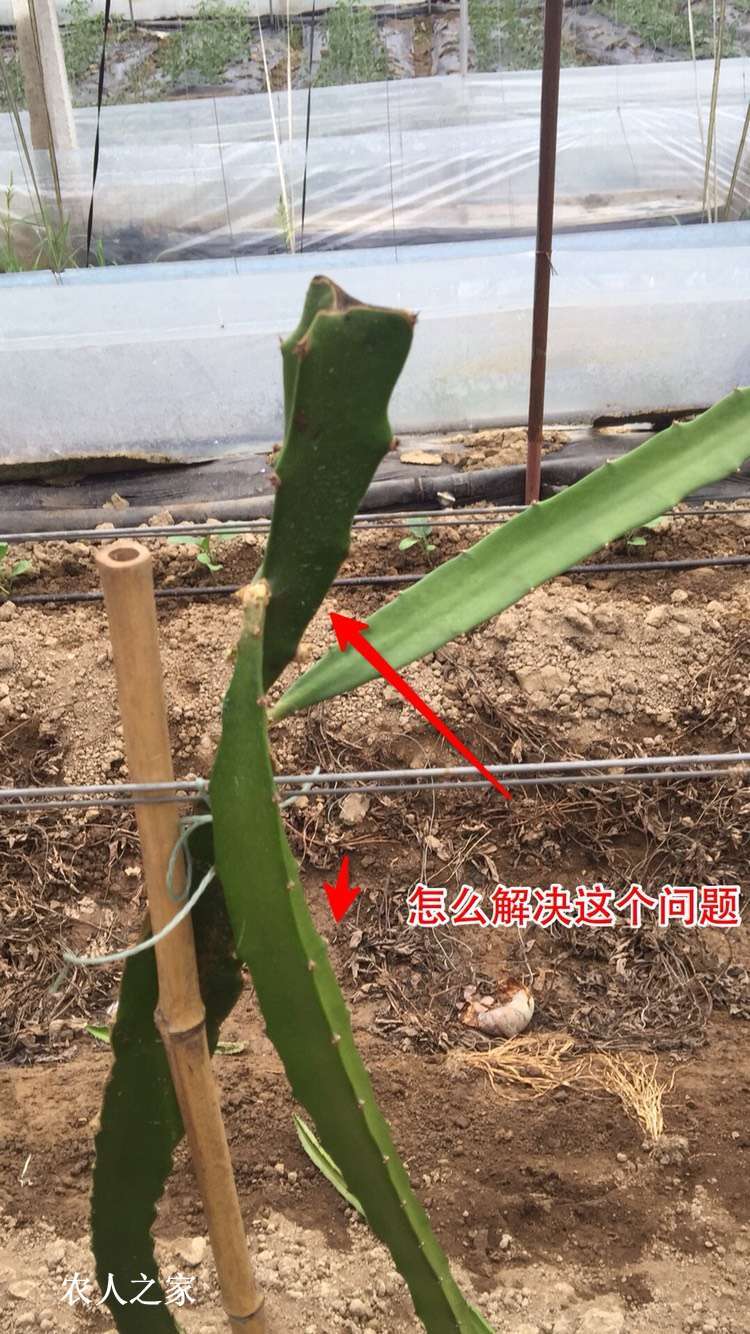 怎么才能解决火龙果打顶后新长枝条易断的问题