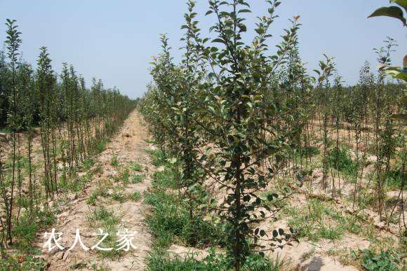 17��С����������� 096.jpg