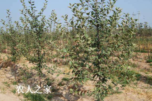 17��С����������� 063.jpg