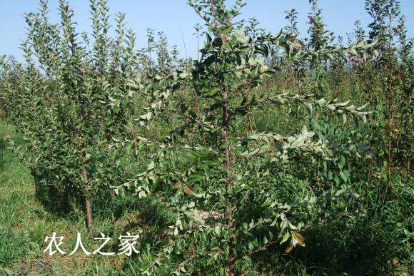 17��С����������� 121.jpg