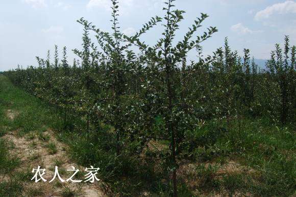 17��С����������� 136.jpg