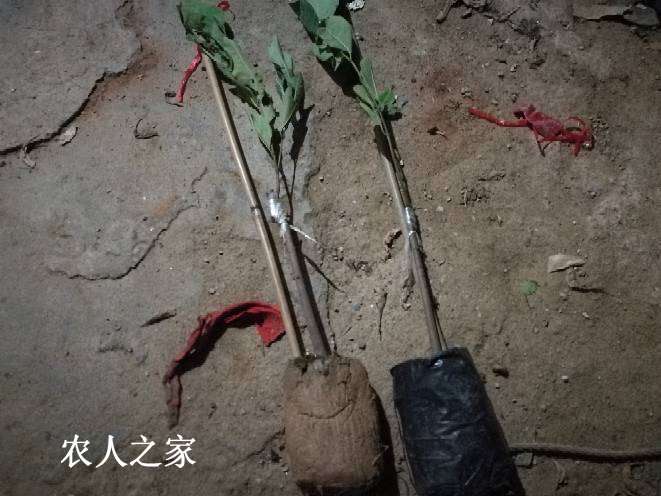 203831ikn6g61v3kan6h3k.jpg