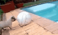 timg (4).gif