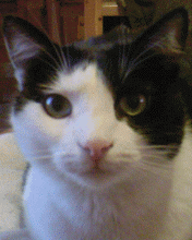 timg (19).gif