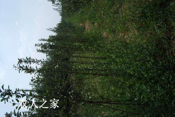 17С 135.jpg
