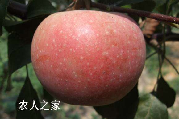 824˹ 003.jpg