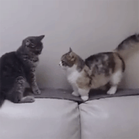 timg (3).gif