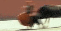 timg (11).gif