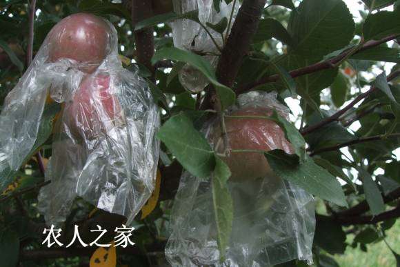 Сһ 027.jpg