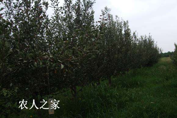 Сһ 042.jpg