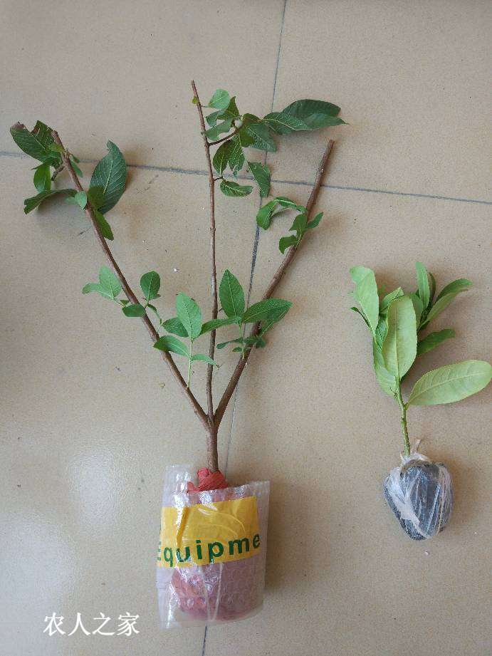 香水柠檬开种,不知几年才能开花结果