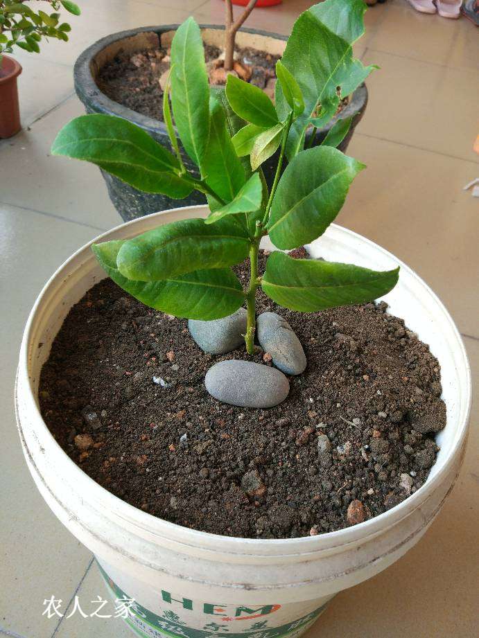 香水柠檬开种,不知几年才能开花结果