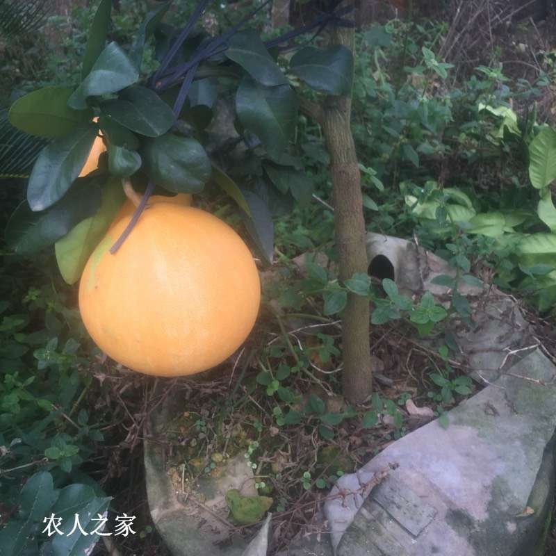 191344v0mcsnzaw0f8f8z0.jpg