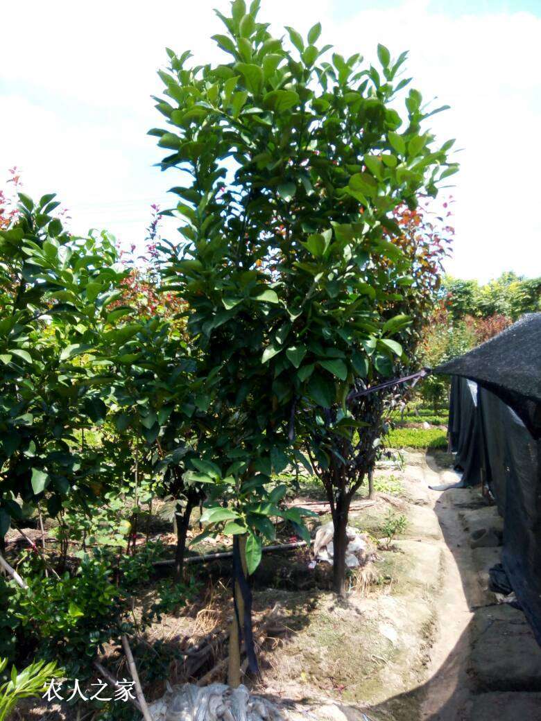 130409paba9rj6bpu6jeau.jpg