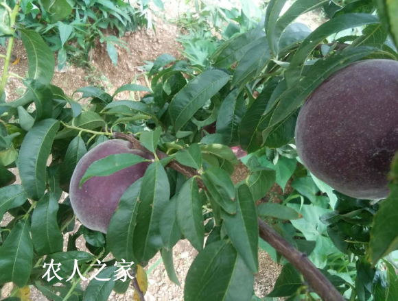 ��*O_20170824_071225.png