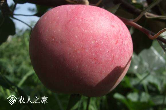 Сһ 053.jpg