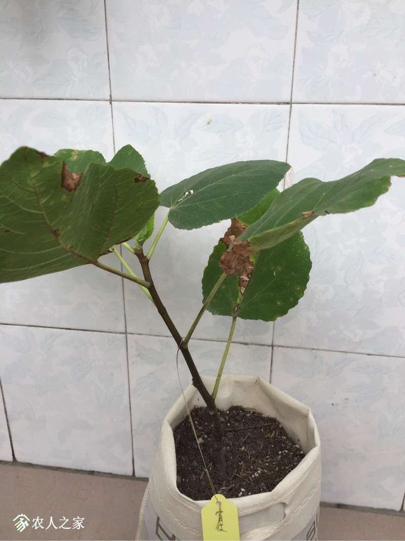 133432apywulbuup3tupul.jpg