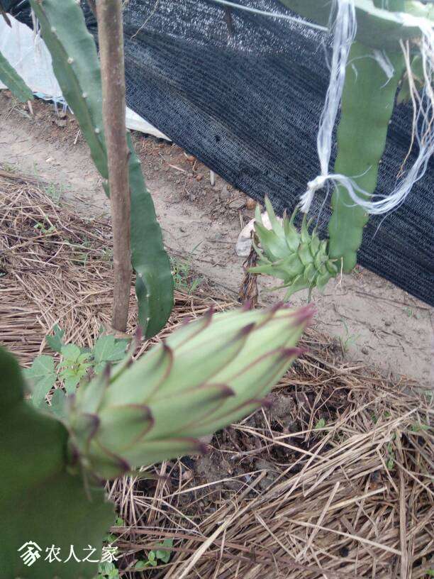 霸王花和火龙果花枝果的组图