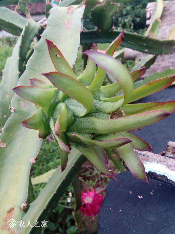 霸王花和火龙果花枝果的组图