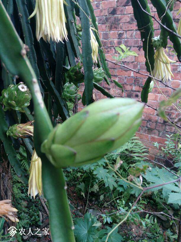 霸王花和火龙果花枝果的组图
