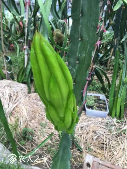 霸王花和火龍果花枝果的組圖