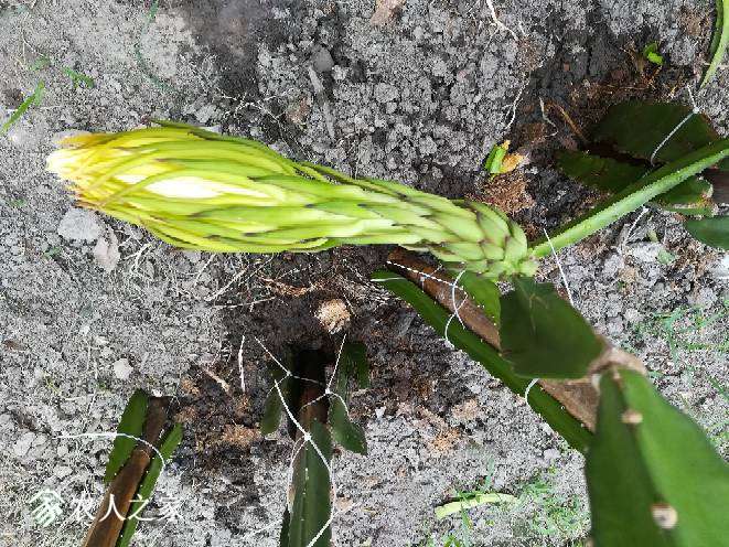175752aviaat42oi6601r1.jpg