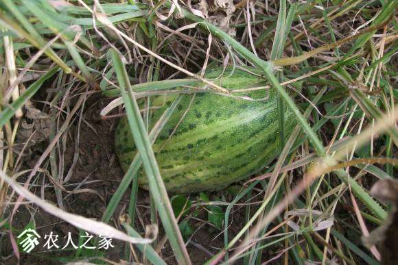 Сһ 079.jpg