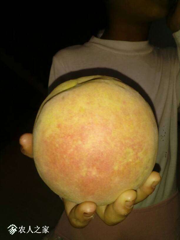043335jxdxyd60uuuzbrid.jpg
