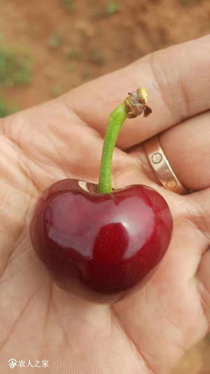 2017云贵川江浙台湾地区甜樱桃种植代表云南考察交流会及分析与总结!