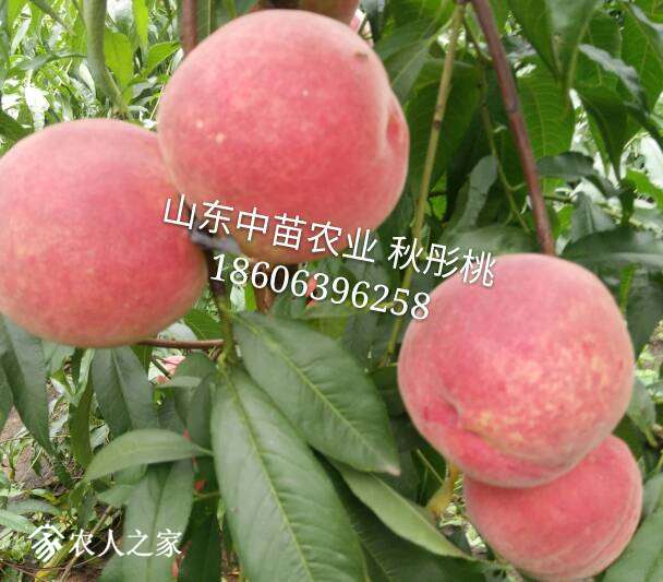 214530jh8pc8tf22bxjptc.jpg