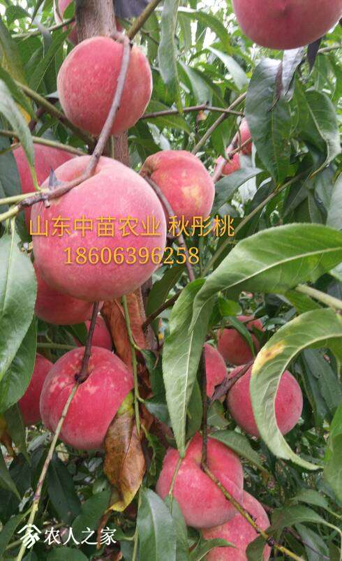 214531as55z5ud3js4yxpj.jpg