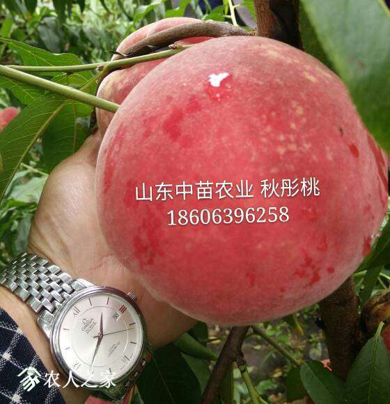 214638hqzw9wpa9lhp66l9.jpg