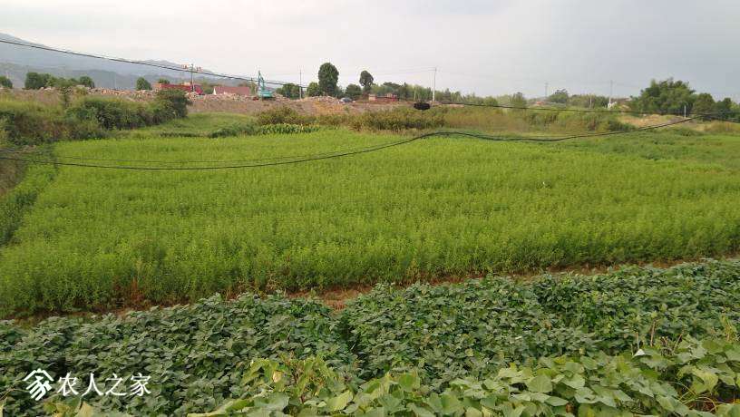 074712ca3d7kngiiln5kjn.jpg