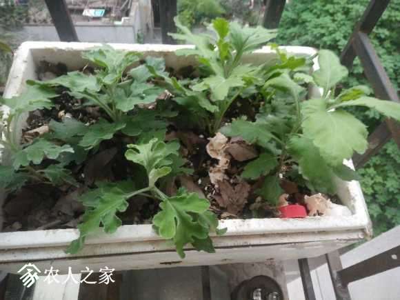 IMG20170901173811.jpg