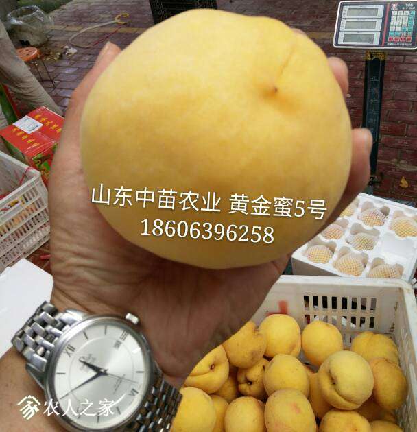 202021up9tw6kff1rgs1mm.jpg
