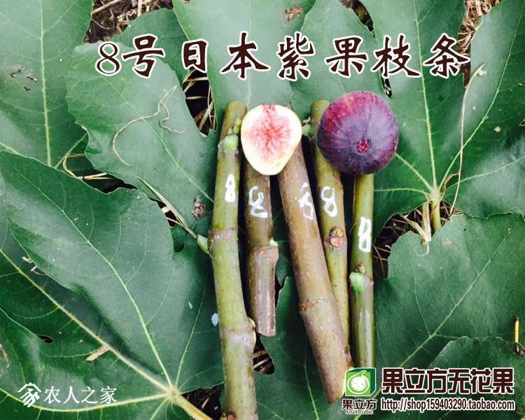 134300tp7pyp1sylivudrc.jpg