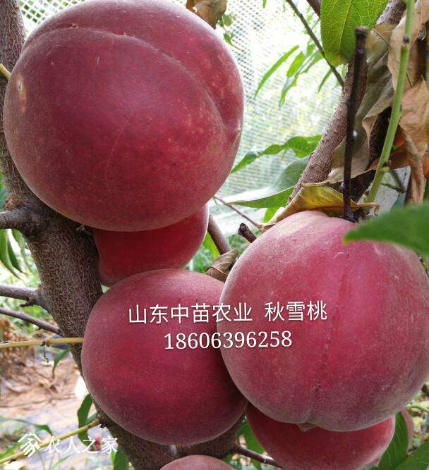 133443xw4dtob74odjo1hk.jpg