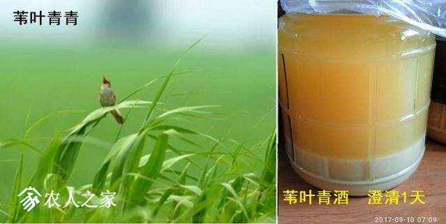 01从芦苇叶到苇叶青酒的巨变.jpg